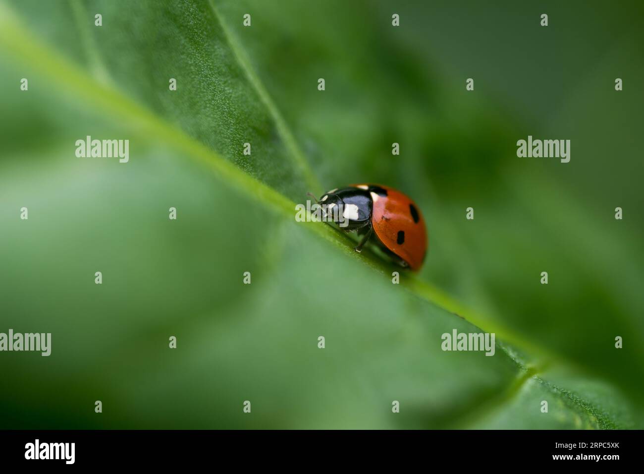 Ladybug su una foglia Foto Stock