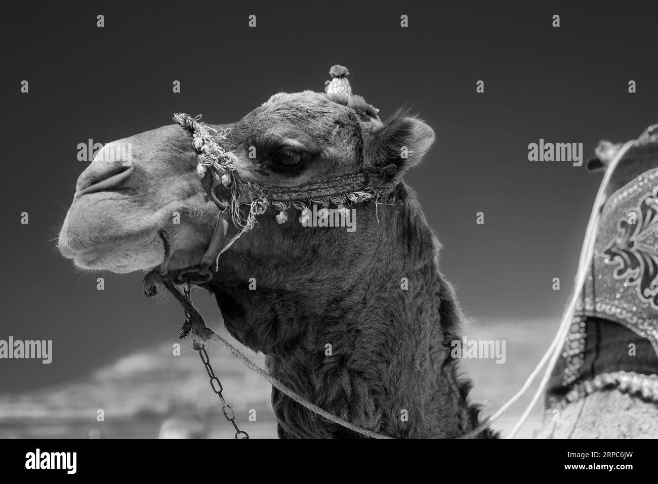 Ritratti di cammello bianco e nero sulla spiaggia di Agadir, Marocco. Foto Stock