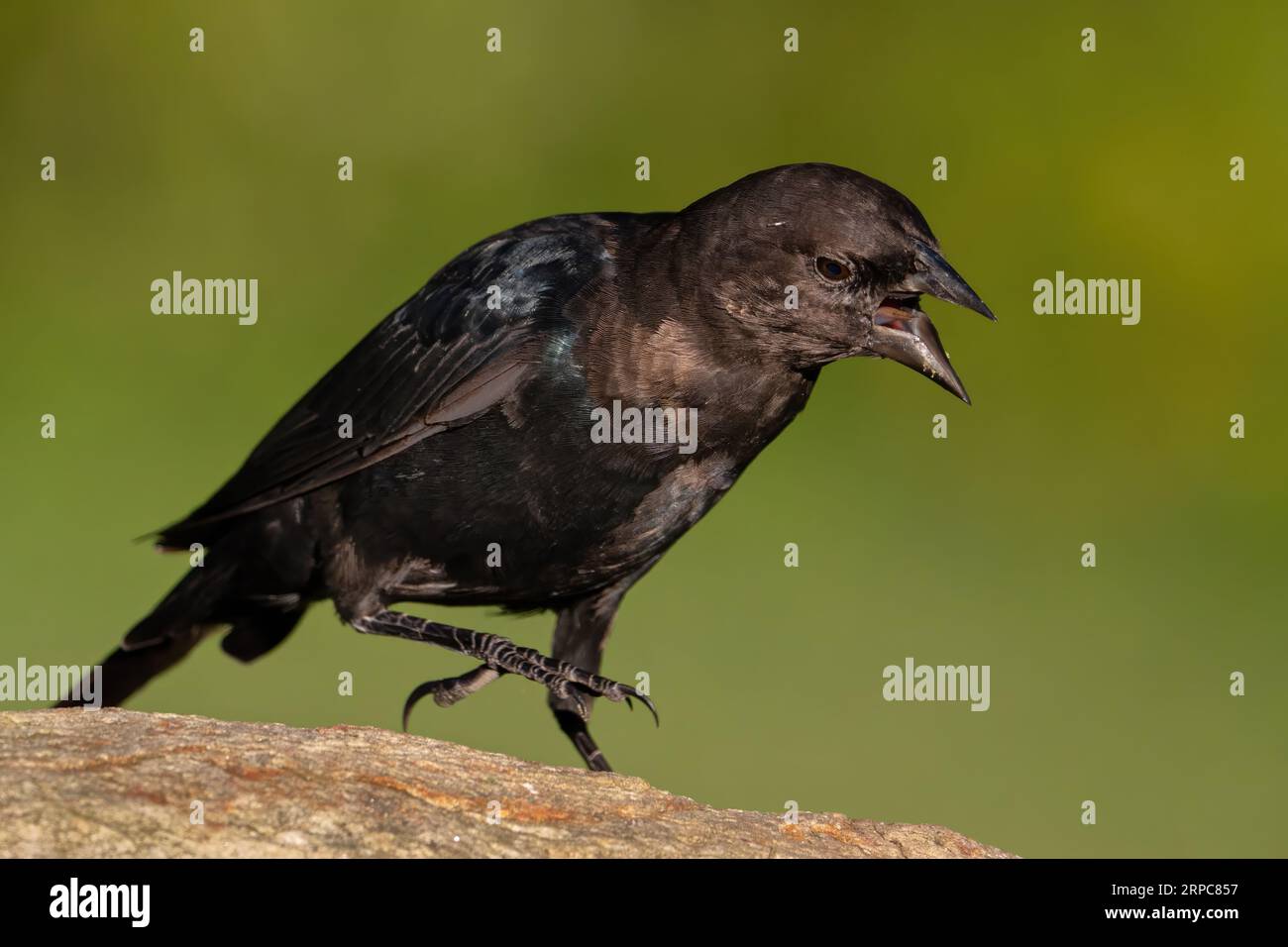 Un Cowbird che mostra aggressione verso un altro Cowbird Foto Stock