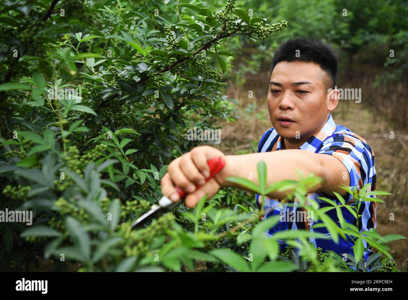 (190628) -- CHONGQING, 28 giugno 2019 -- Liu Yi raccoglie peperoni in una base di piantagione nel villaggio di Yulong di Nanping Township nel distretto di Nanchuan, a sud-ovest della Cina, Chongqing, 27 giugno 2019. Nonostante abbia perso il braccio destro in un incidente all'età di nove anni, il 44enne Liu Yi non ha mai abbassato la testa verso il destino. Dopo la laurea in una scuola professionale nel 1994, ha provato molti lavori come lavastoviglie, commerciante di frutta e minatore di carbone. Dal 2010, ha deciso di avviare la sua attività nella sua città natale organizzando gli abitanti del villaggio per piantare radici di bambù e allevare polli. I suoi sforzi hanno dato i suoi frutti. In 2 Foto Stock
