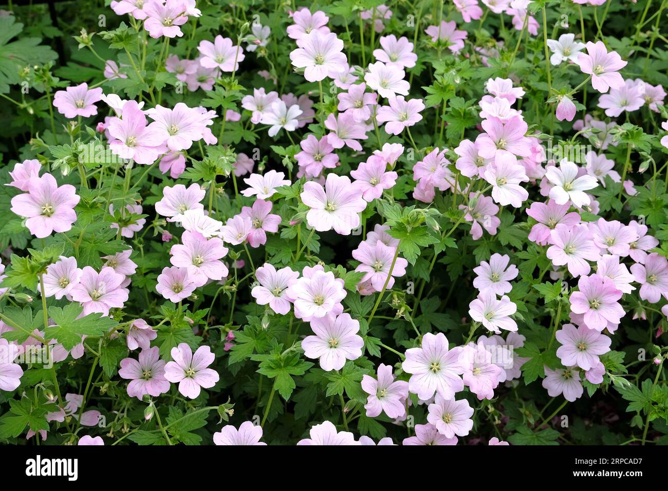 Morbido becco di gru 'Dreamland', conosciuto anche come Geranium 'Bremdream' in fiore. Foto Stock