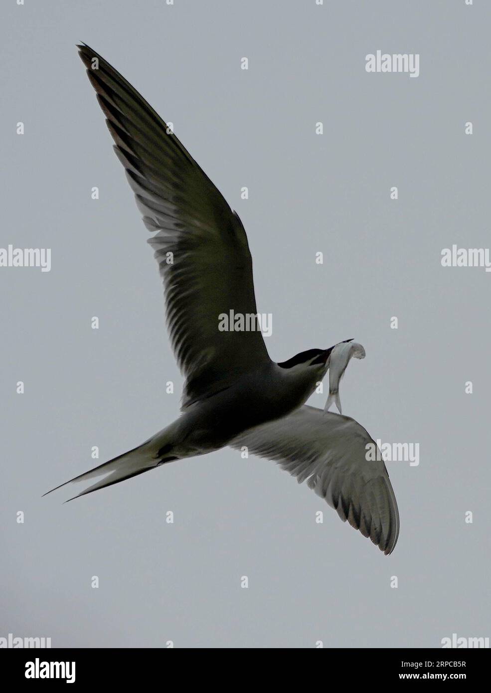 (190630) -- YANCHENG, 30 giugno 2019 -- foto scattata il 26 giugno 2019 mostra una terna comune che torna al suo nido con un pesce nella sua bocca in un'area di conservazione dei cervi di milu nella zona umida del Mar giallo a Yancheng, nella provincia di Jiangsu della Cina orientale. Più di 300 terne comuni vivono ora su un'isola dell'area protetta. Grazie alla protezione delle zone umide da parte del governo locale negli ultimi anni, più tipi di uccelli vivono ora nella zona. ) CHINA-JIANGSU-WETLAND-BIRDS (CN) WangxYuguo PUBLICATIONxNOTxINxCHN Foto Stock