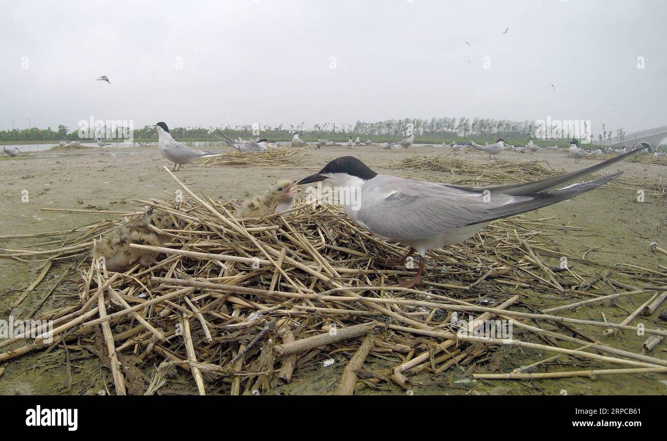 (190630) -- YANCHENG, 30 giugno 2019 -- foto scattata da una macchina fotografica nascosta il 26 giugno 2019 mostra una terna comune che alimenta una terna per bambini al suo nido in un'area di conservazione dei cervi di milu nella zona umida del Mar giallo a Yancheng, nella provincia di Jiangsu della Cina orientale. Più di 300 terne comuni vivono ora su un'isola dell'area protetta. Grazie alla protezione delle zone umide da parte del governo locale negli ultimi anni, più tipi di uccelli vivono ora nella zona. ) CHINA-JIANGSU-WETLAND-BIRDS (CN) WangxYuguo PUBLICATIONxNOTxINxCHN Foto Stock