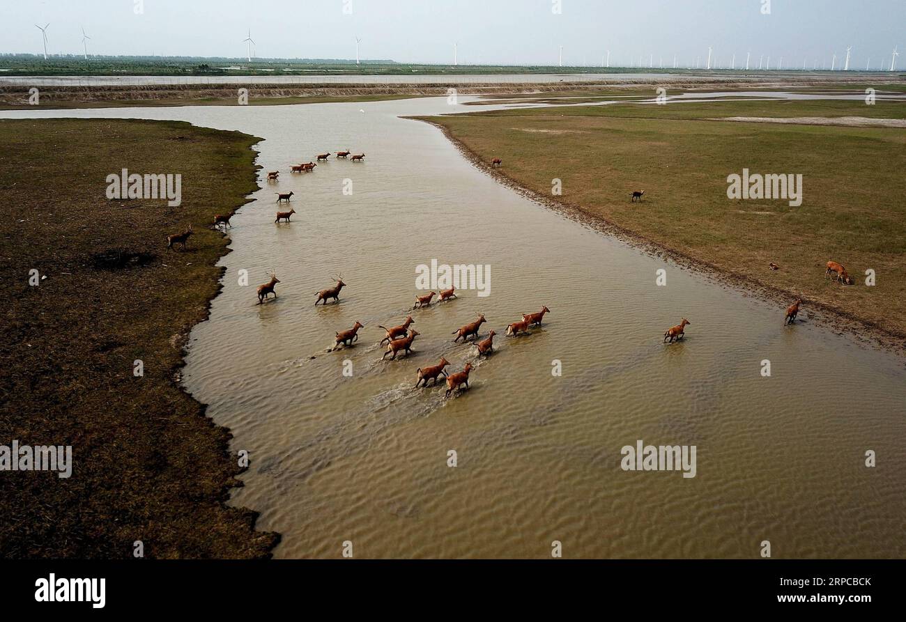 (190630) -- YANCHENG, 30 giugno 2019 -- foto aerea scattata il 28 giugno 2019 mostra i cervi di milu, noti anche come cervi di Pere David, che attraversano un fiume nella riserva naturale nazionale di Dafeng Milu nella provincia di Jiangsu della Cina orientale. Milu, una specie endemica della Cina, si trovava sull'orlo dell'estinzione all'inizio del XX secolo a causa della caccia eccessiva e della perdita dell'habitat. La specie, sotto protezione statale di livello A in Cina, prende il nome da Armand David, un missionario e naturalista francese che per primo registrò l'esistenza del cervo in Cina nel 1865. Da quando il governo britannico donò 39 cervi milu al Dafeng Milu National N Foto Stock