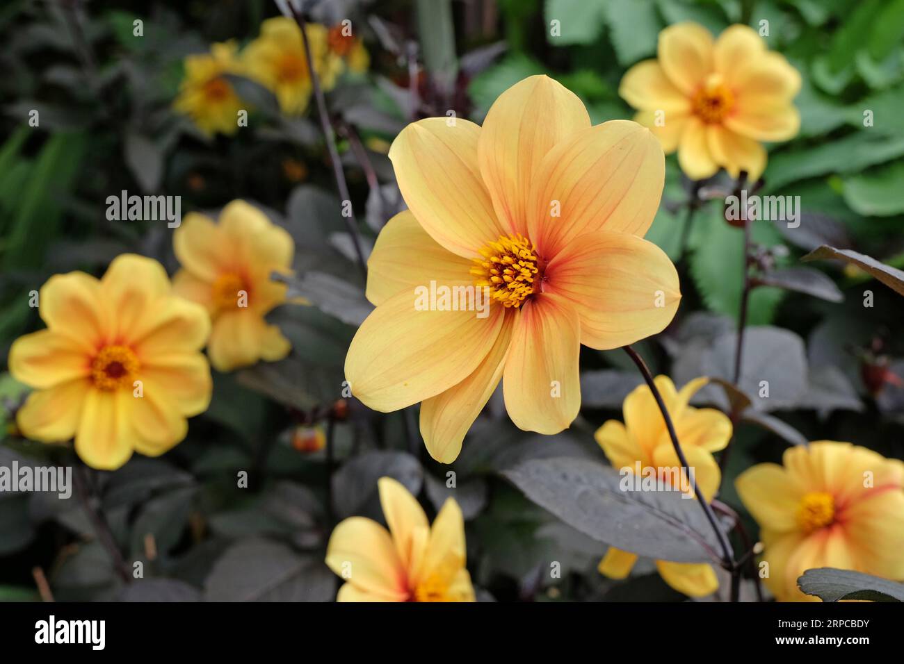 Singolo giallo dahlia 'luce del sole di Adriano' in fiore. Foto Stock