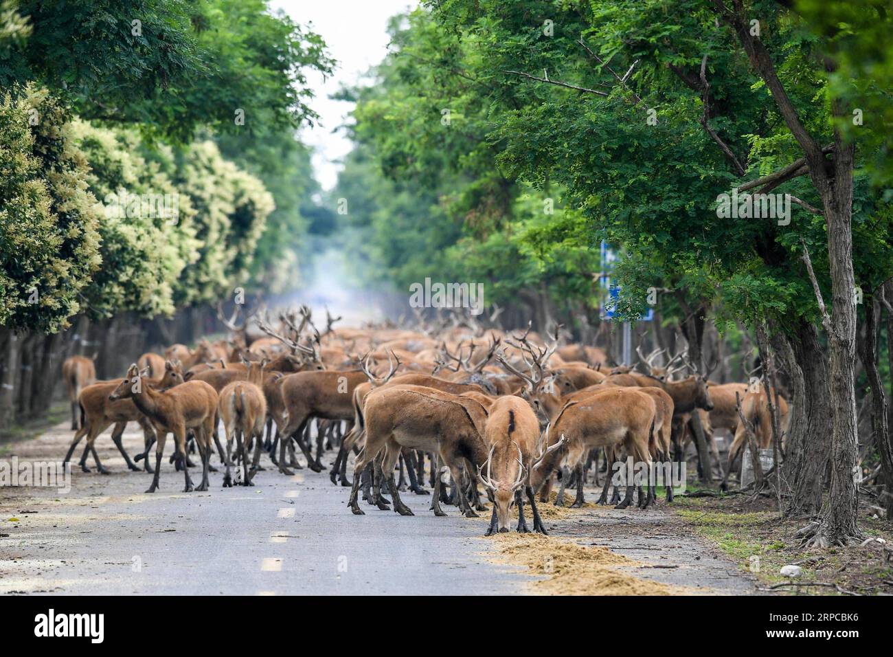 (190630) -- YANCHENG, 30 giugno 2019 -- i cervi di Milu, noti anche come cervi di Pere David, si nutrono nella riserva naturale nazionale di Dafeng Milu, nella provincia orientale del Jiangsu della Cina, 27 giugno 2019. Milu, una specie endemica della Cina, si trovava sull'orlo dell'estinzione all'inizio del XX secolo a causa della caccia eccessiva e della perdita dell'habitat. La specie, sotto protezione statale di livello A in Cina, prende il nome da Armand David, un missionario e naturalista francese che per primo registrò l'esistenza del cervo in Cina nel 1865. Dal momento che il governo britannico ha donato 39 cervi milu alla riserva naturale nazionale di Dafeng Milu nel 1986, il Foto Stock