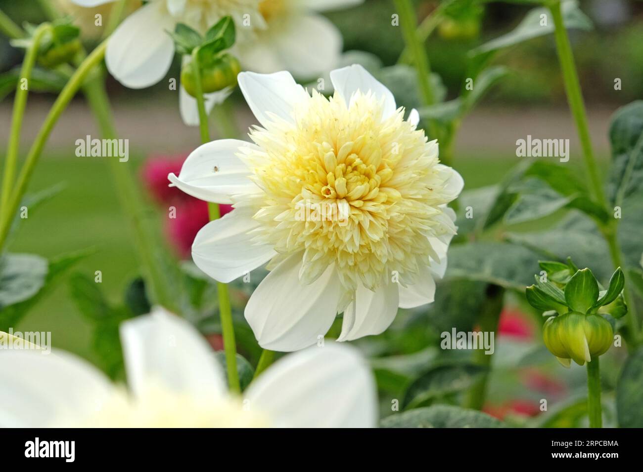 Anemone bianco e giallo dahlia "Platinum Blonde" in fiore. Foto Stock