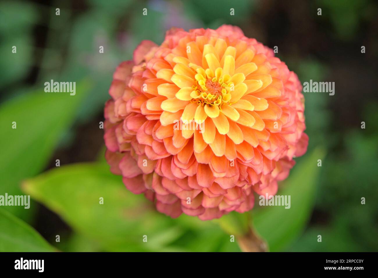 Zinnia elegge 'Queen Lime Orange' in fiore. Foto Stock