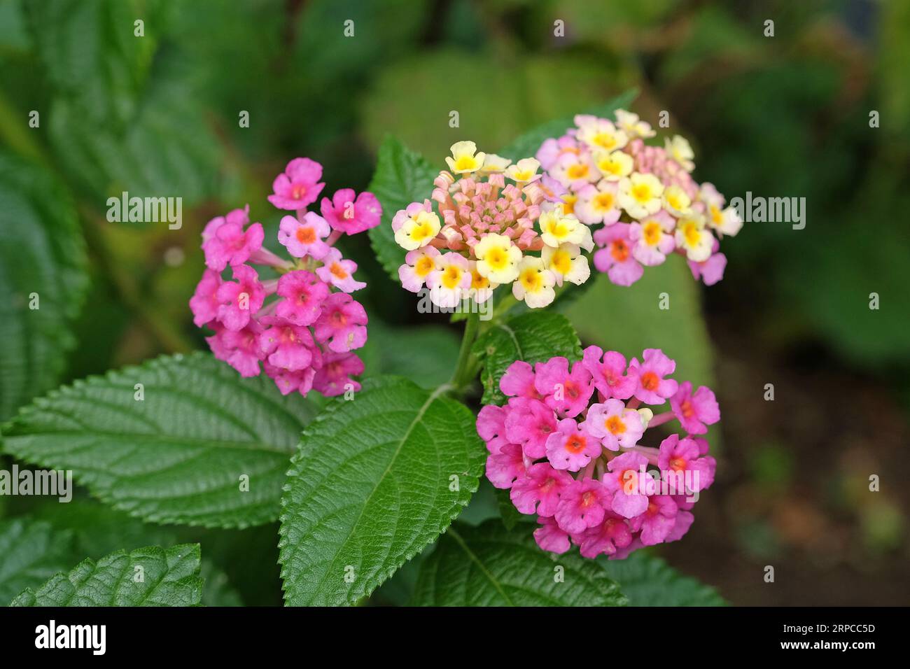 Rosa e giallo comune Lantana camera evita Rose, noto anche come verbena arbustiva, in fiore. Foto Stock