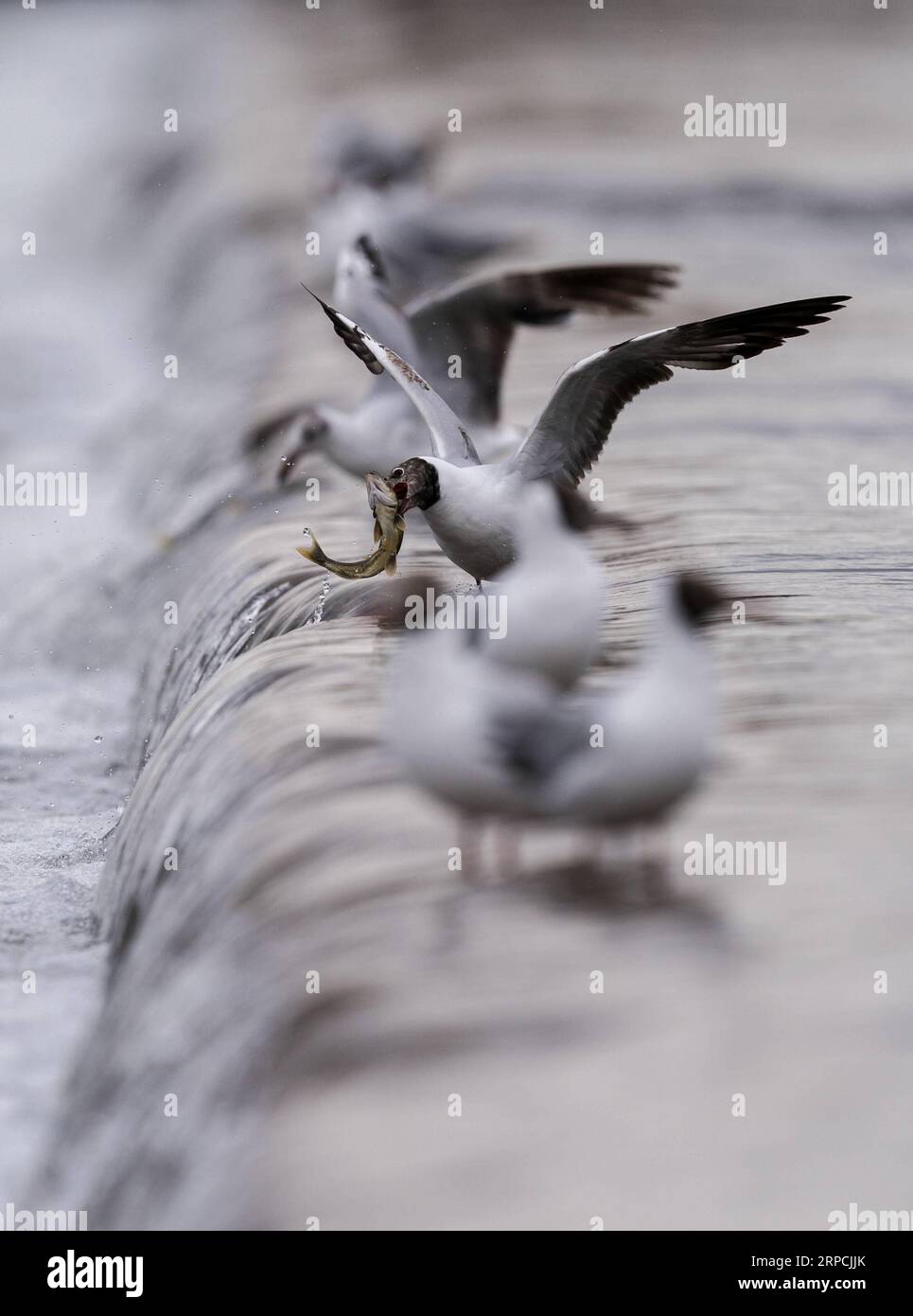 190707) -- GANGCHA, 7 luglio 2019 -- gabbiani dalla testa marrone catturano  carpe nude nel fiume Shaliu, nella contea di Gangca nella provincia del  Qinghai della Cina nordoccidentale, 6 luglio 2019. La