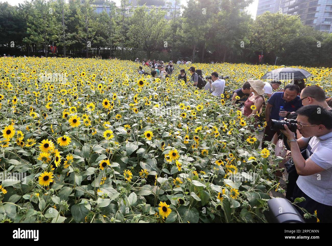 (190714) -- SHANGHAI, 14 luglio 2019 -- i turisti scattano foto di girasoli a Shanghai Nanyuan Riverside Green Belt a Shanghai, Cina orientale, 14 luglio 2019. ) CHINA-SHANGHAI-GIRASOLI (CN) ChenxFei PUBLICATIONxNOTxINxCHN Foto Stock