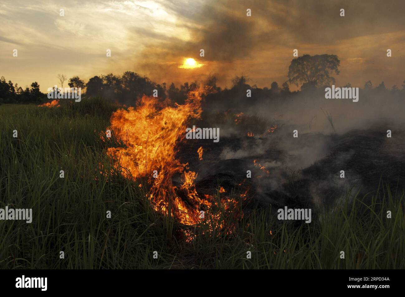(190720) -- RIAU, 20 luglio 2019 -- foto scattata il 20 luglio 2019 mostra l'incendio di torbiere a Payung Sekaki, Pekanbaru, Riau, Indonesia. Una squadra congiunta di vigili del fuoco locali, polizia e ufficiali militari ha cercato di estinguere gli incendi boschivi diversi giorni fa. INDONESIA-RIAU-PEATLAND FIRE HadlyxVavaldi PUBLICATIONxNOTxINxCHN Foto Stock