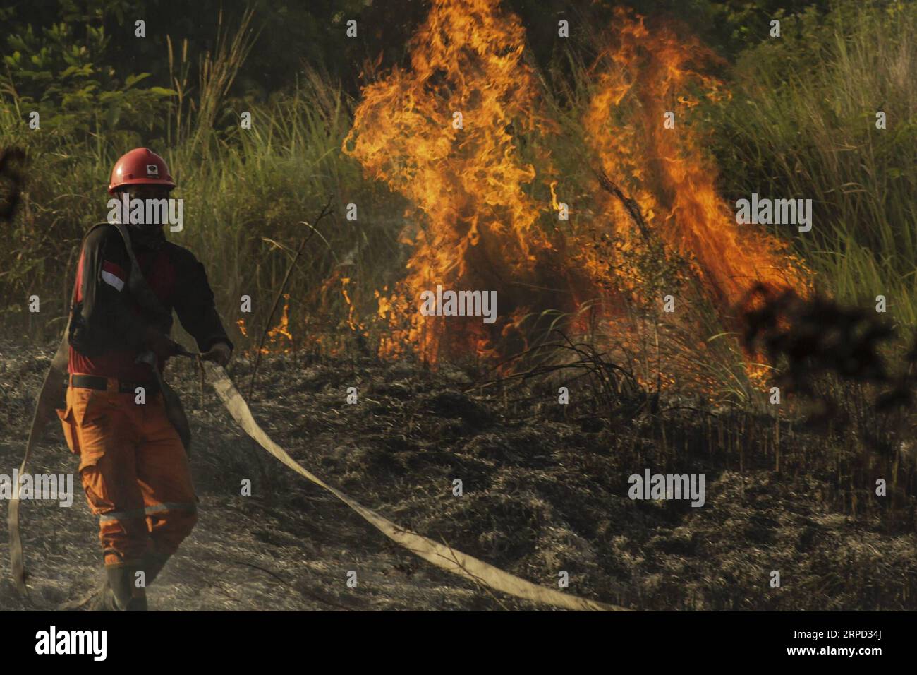 (190720) -- RIAU, 20 luglio 2019 -- un vigile del fuoco indonesiano cerca di estinguere il fuoco delle torbiere a Payung Sekaki, Pekanbaru, Riau, Indonesia, 20 luglio 2019. una squadra congiunta di vigili del fuoco locali, polizia e ufficiali militari ha cercato di estinguere gli incendi boschivi diversi giorni fa. INDONESIA-RIAU-PEATLAND FIRE HadlyxVavaldi PUBLICATIONxNOTxINxCHN Foto Stock