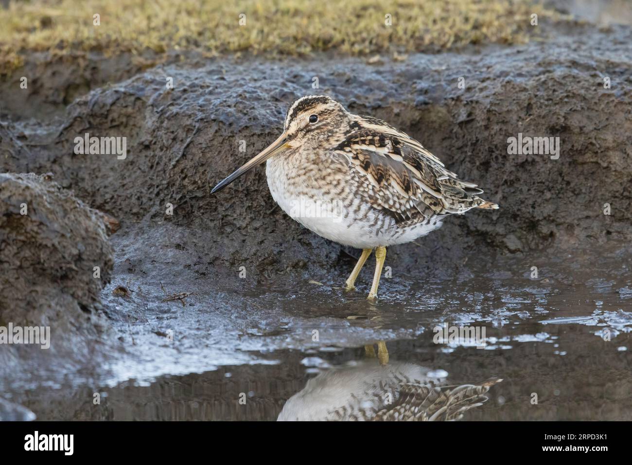 Snipe (Gallinago gallinago), Lodmoor RSPB Reserve, Weymouth, Dorset, Inghilterra, REGNO UNITO Foto Stock
