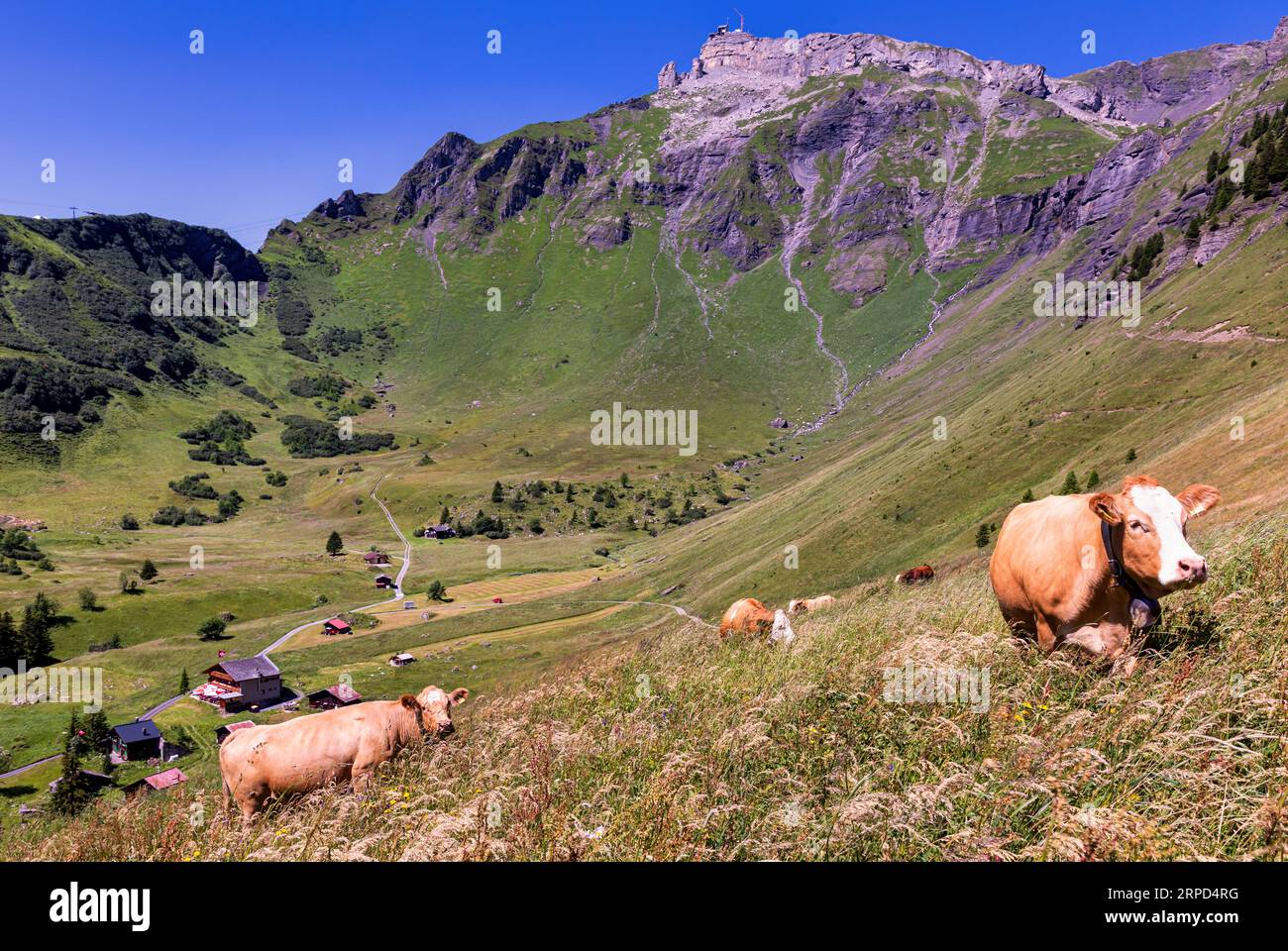 Paesaggio alpino vicino a Mürren, altopiani bernesi, Svizzera Foto Stock