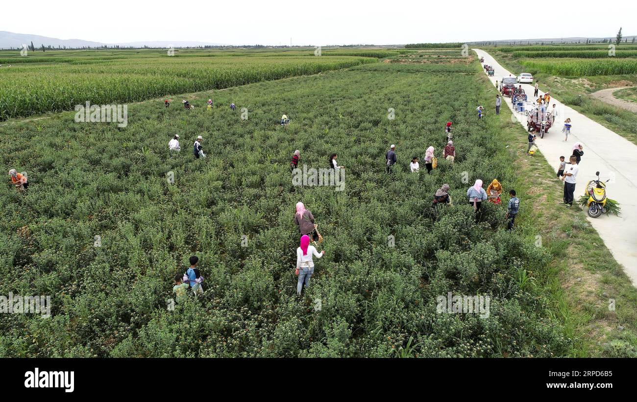 (190724) -- YINCHUAN, 24 luglio 2019 -- foto aerea scattata il 24 luglio 2019 mostra gli abitanti del villaggio che raccolgono zaffettati nel villaggio Zhongchuan del distretto di Hongsibao della città di Wuzhong, nella regione autonoma di Ningxia Hui nella Cina nord-occidentale. I Safflowers come nuova risorsa di reddito per gli abitanti locali sono entrati recentemente nella stagione del raccolto. ) CINA-NINGXIA-RACCOLTO-CARPINO (CN) FengxKaihua PUBLICATIONxNOTxINxCHN Foto Stock