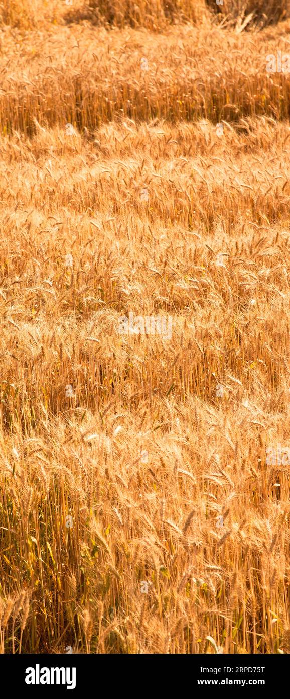 Campo di spike di grano giallo e maturo alla luce del sole, campo di grano al momento della raccolta Foto Stock