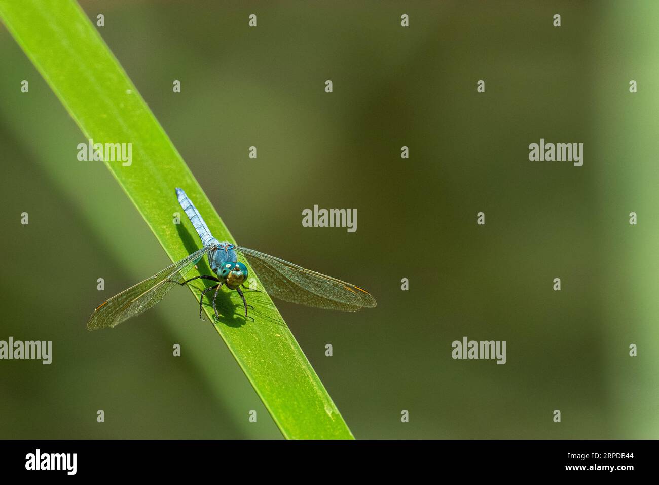 Maschio maturo Epaulet Skimmer (Ortherum chrysostigma) Foto Stock