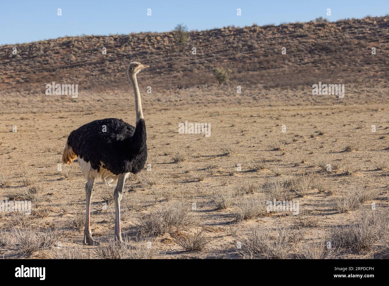 Un singolo struzzo maschio noto anche come Struthio camelus camelus cammina nella vegetazione arida del Parco nazionale transfrontaliero di Kgalagadi, in Sudafrica Foto Stock