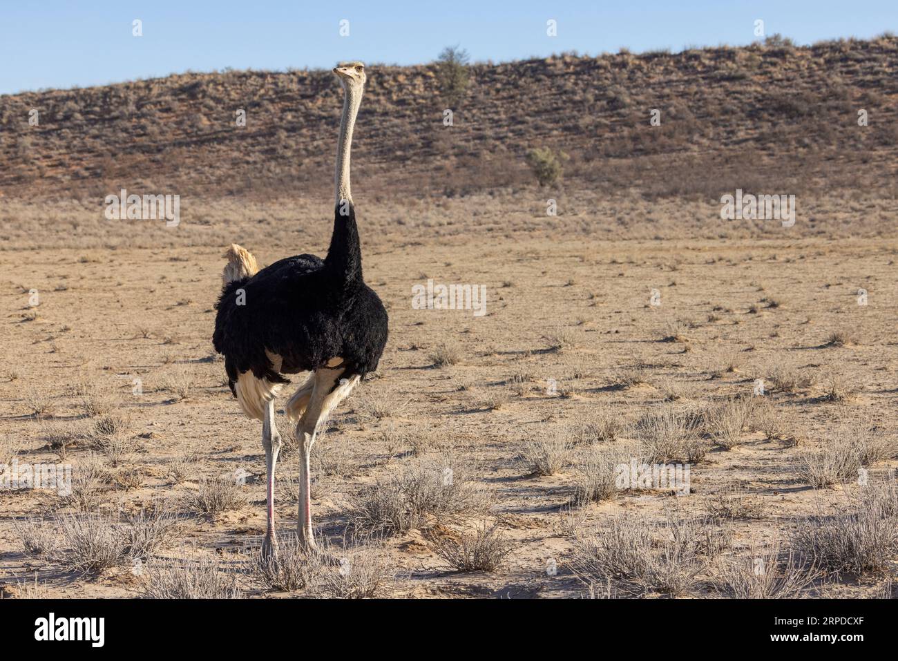 Uno struzzo maschio solitario cammina al sole del Parco Nazionale transfrontaliero di Kgalagadi in Sudafrica Foto Stock
