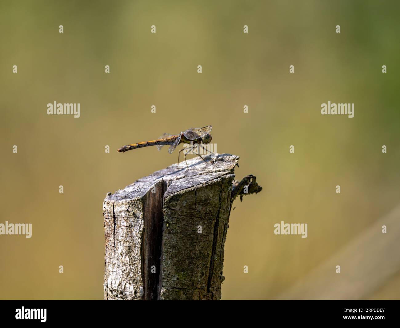 dragonfly darter comune appollaiato sulla sommità di un palo di legno Foto Stock
