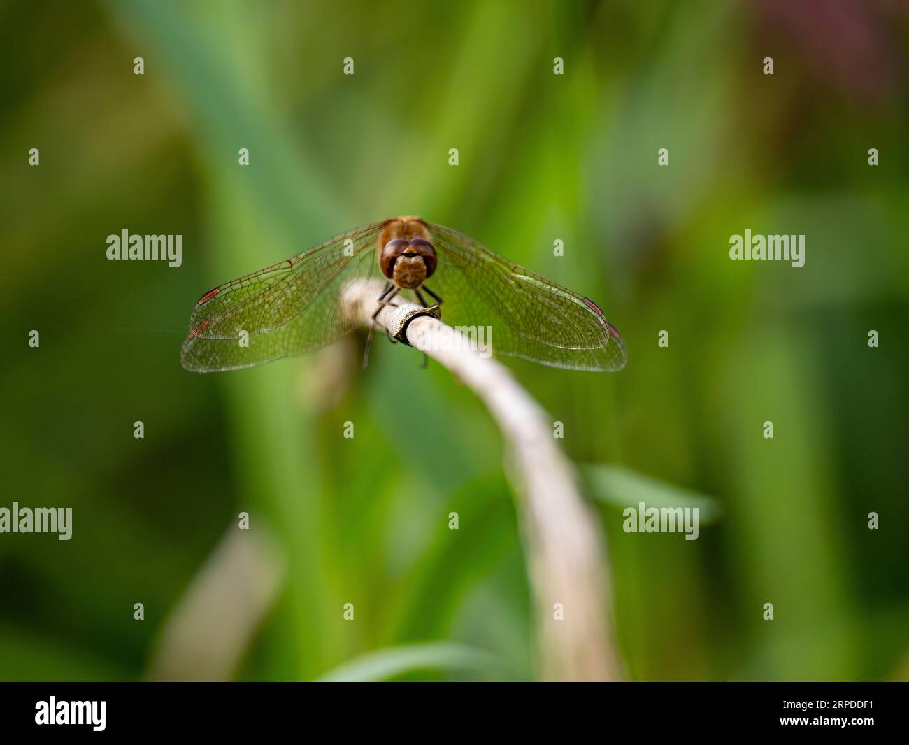 dragonfly darter comune arroccato su un gambo d'erba Foto Stock