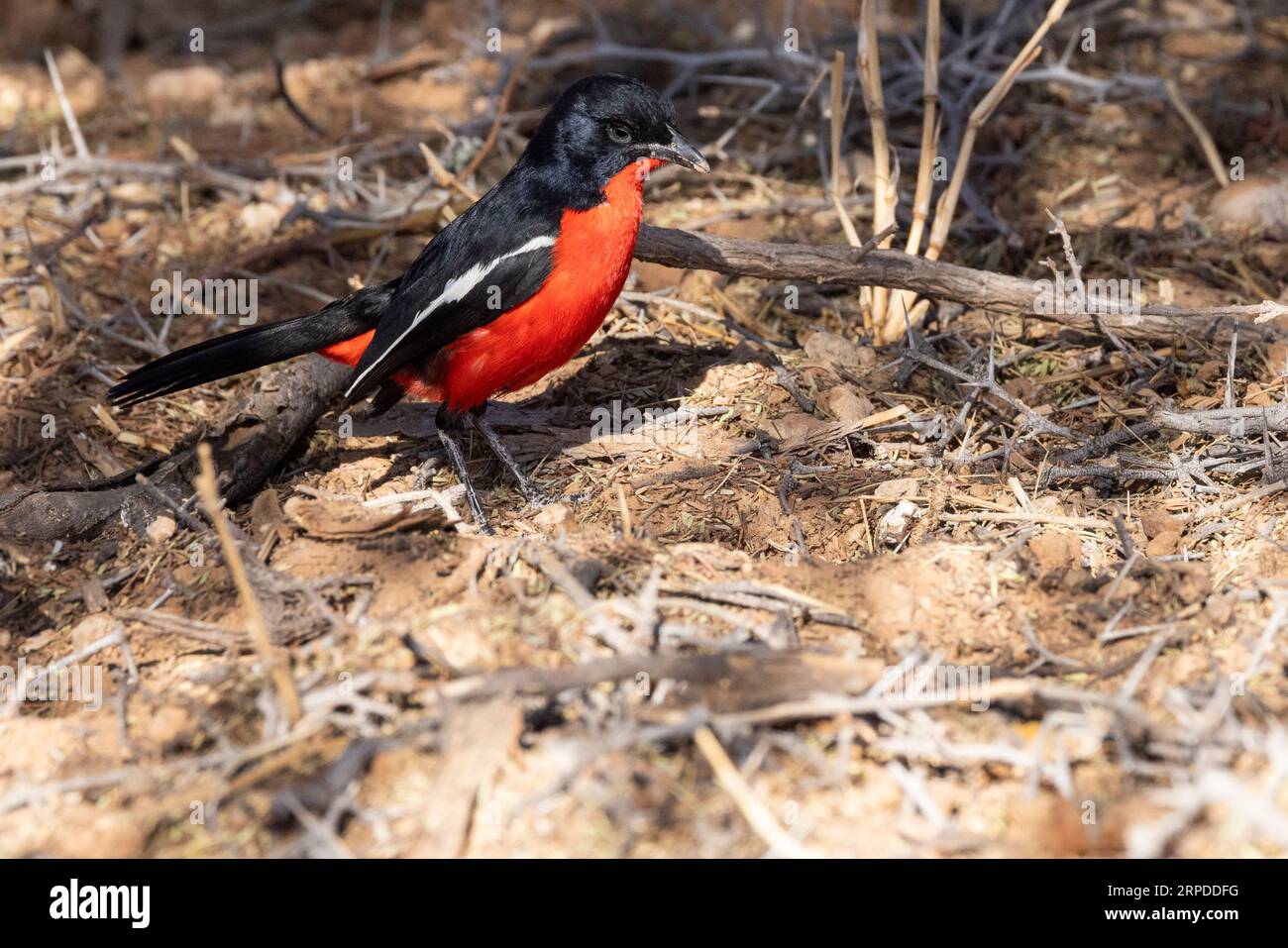 Una vista laterale del colorato shrike dal petto di cremisi che cammina al sole tra la vegetazione arida del Parco Nazionale transfrontaliero di Kgalagadi Foto Stock