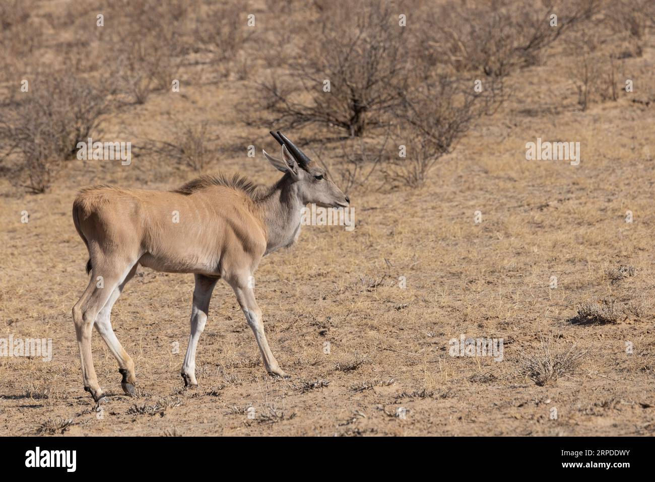 Una giovane terra cammina per conto proprio attraverso la vegetazione arida e secca del Parco Nazionale transfrontaliero di Kgalagadi Foto Stock