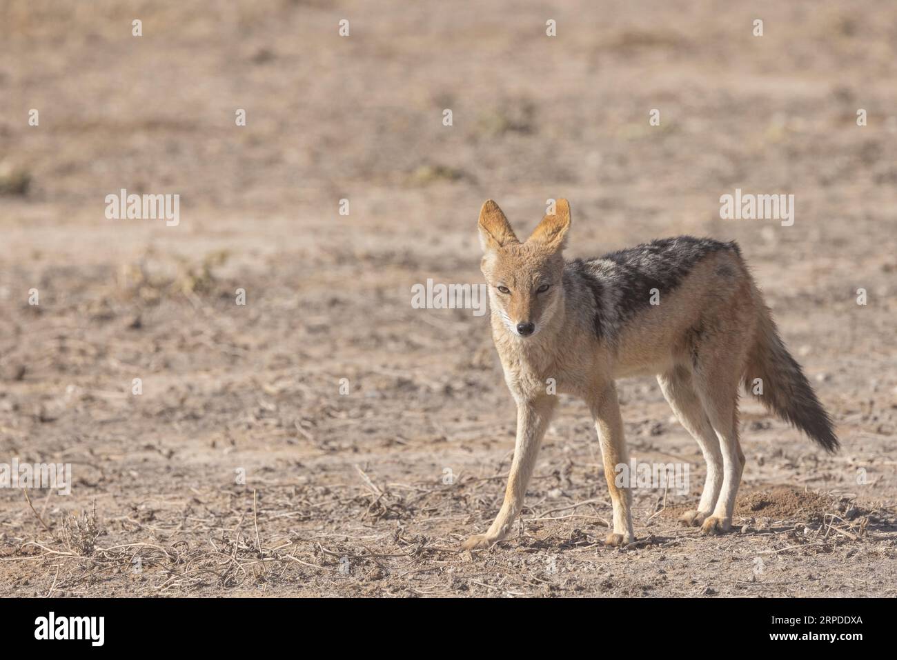 Uno sciacallo nero si ferma alla luce del sole del Kgalagadi Transborder National Park, in Sudafrica Foto Stock