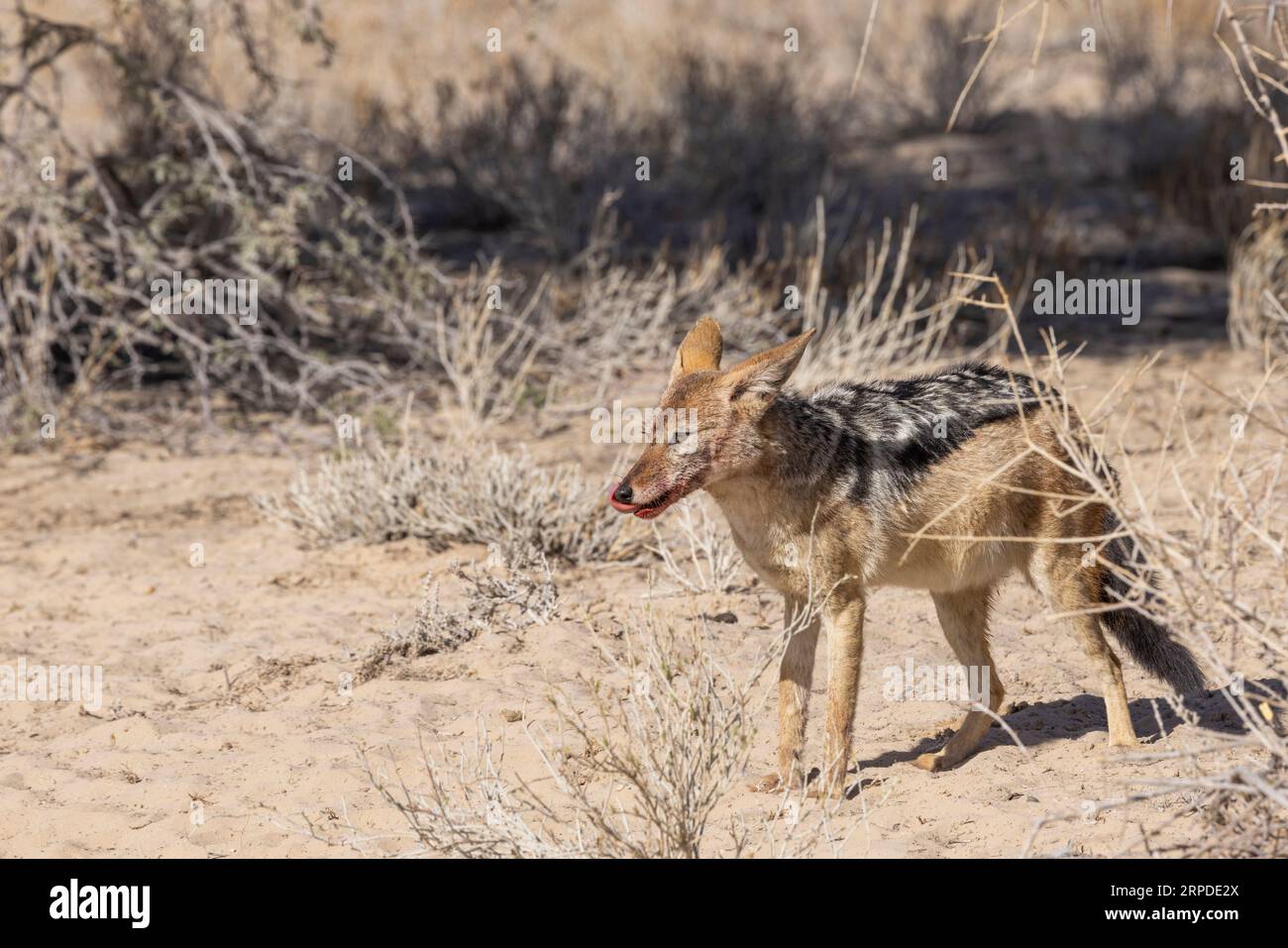 Uno sciacallo nero, Lupulella mesomelas, si erge al sole leccandosi la bocca insanguinata dopo aver mangiato su una carcassa nel Kgalagadi Game Park Foto Stock