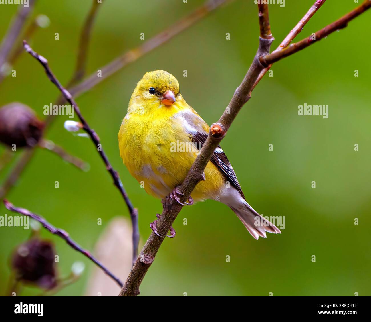 Femmina di Goldfinch arroccata su un ramo con boccioli di primavera e uno sfondo verde nel suo ambiente e habitat circostante che mostra piumaggio giallo. Foto Stock