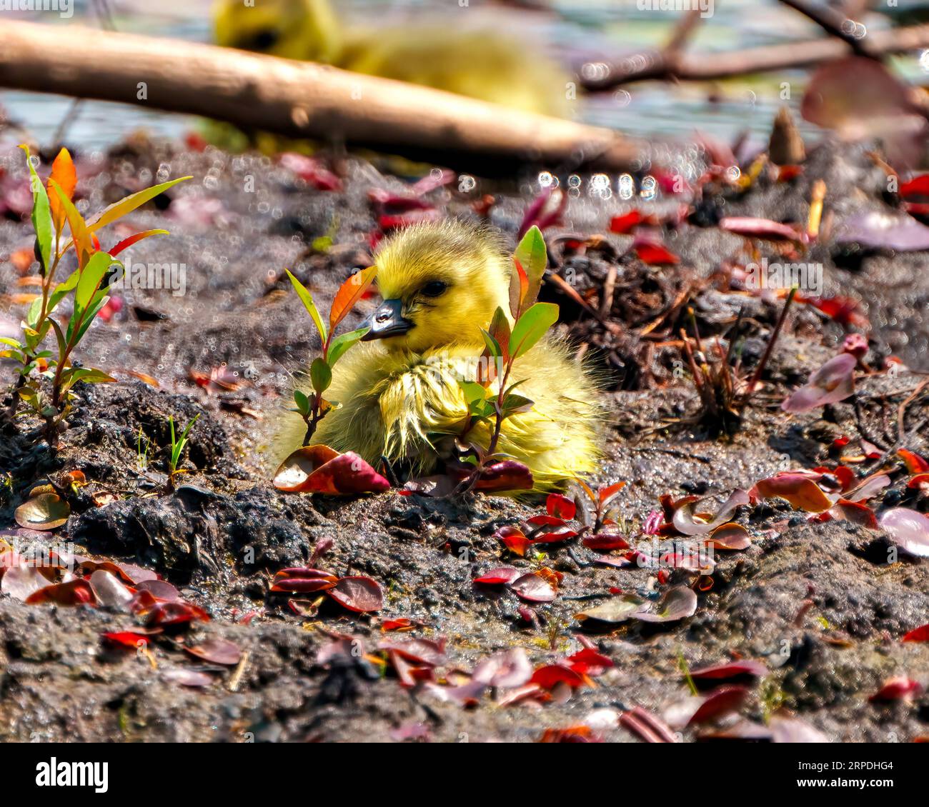 Baby Canada Goose riposa sulla vegetazione palustre con piumaggio di piume bagnato nel suo ambiente e nell'ambiente circostante. Foto di oche. Foto Stock