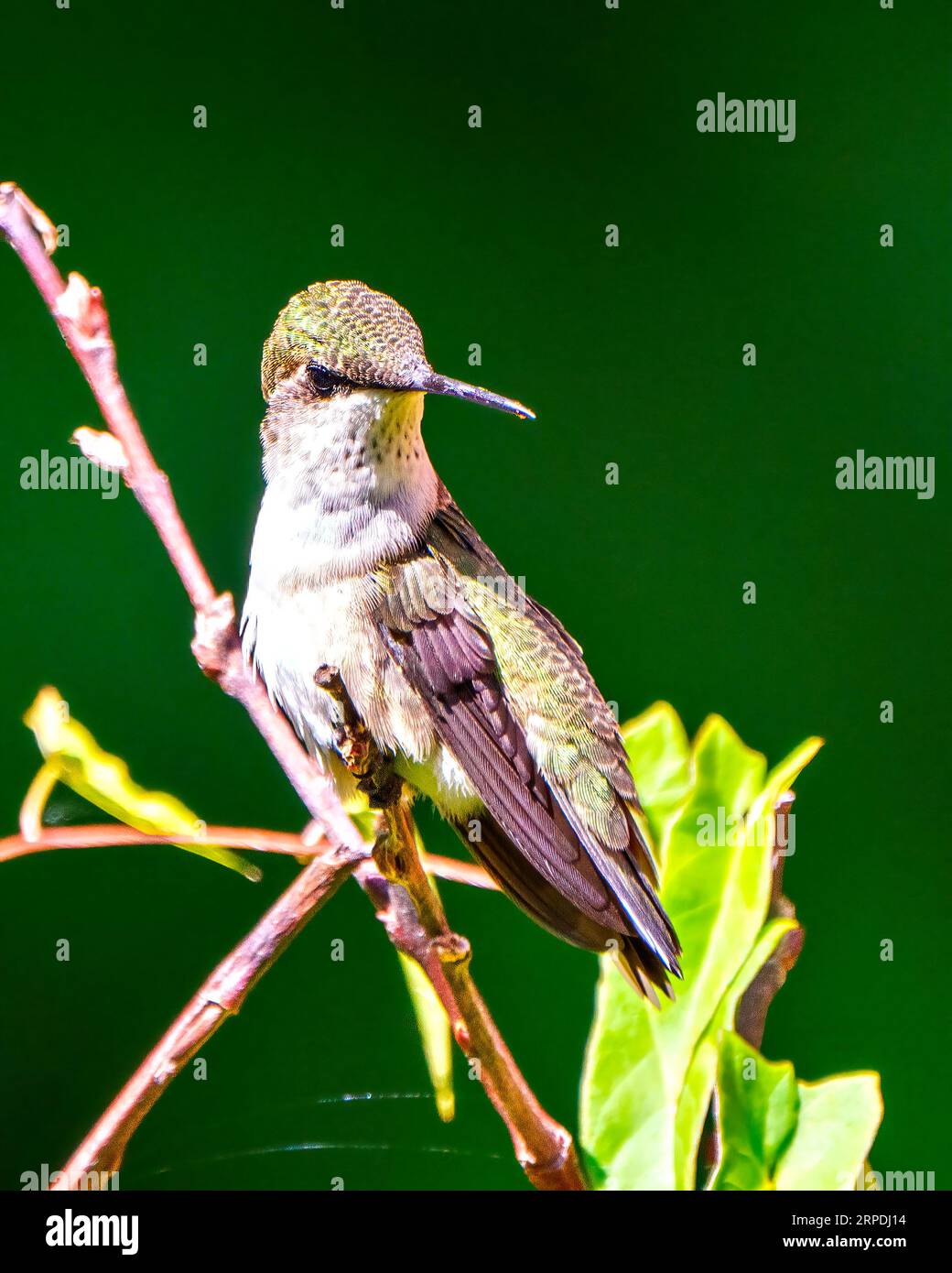 Vista ravvicinata dei colibrì appollaiati su un ramo che mostra un bellissimo piumaggio di piume di colore verde metallizzato, becco lungo, occhio con sfondo verde. Foto Stock