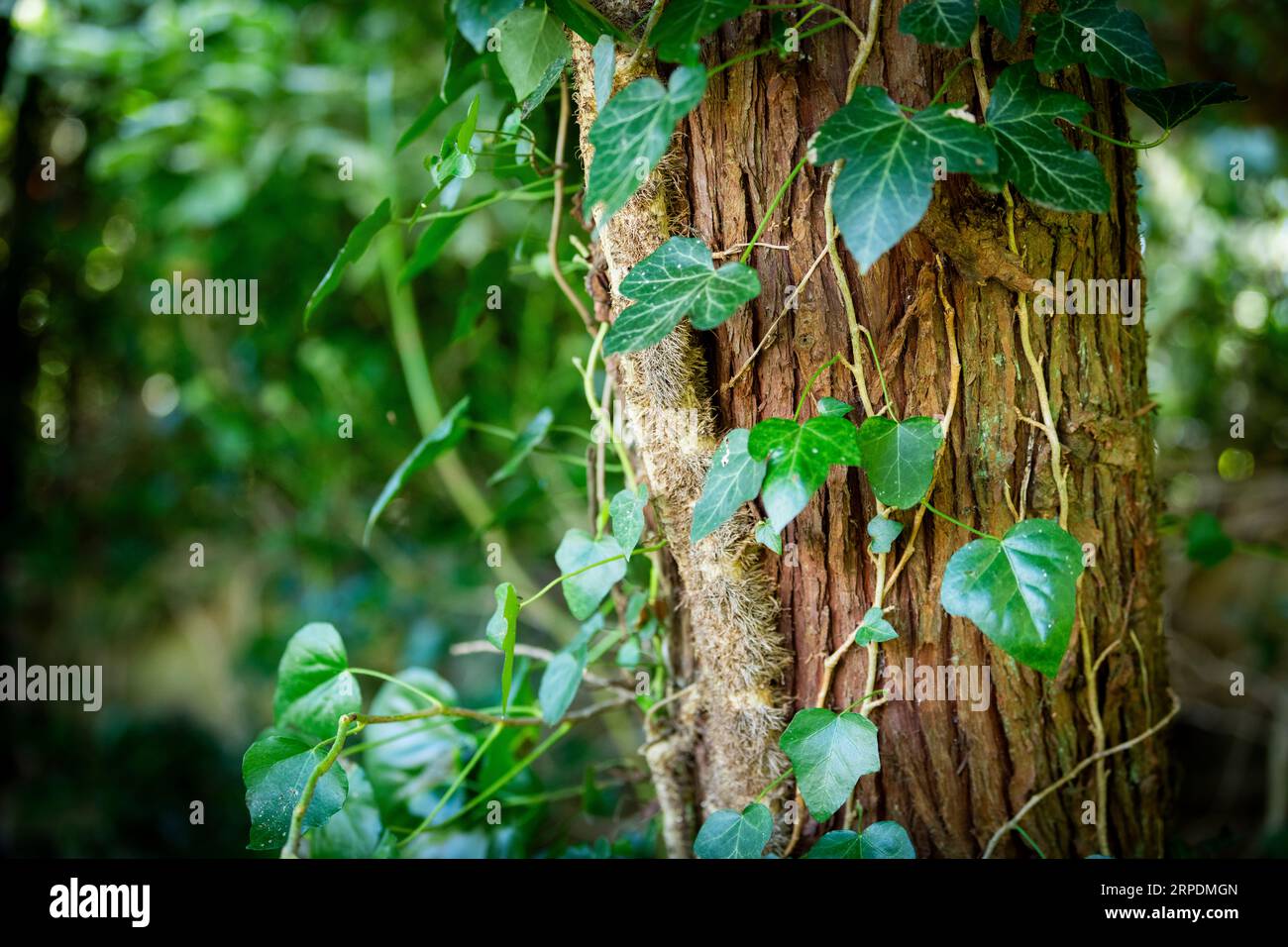 Ivy arrampicata su un albero di conifere Foto Stock