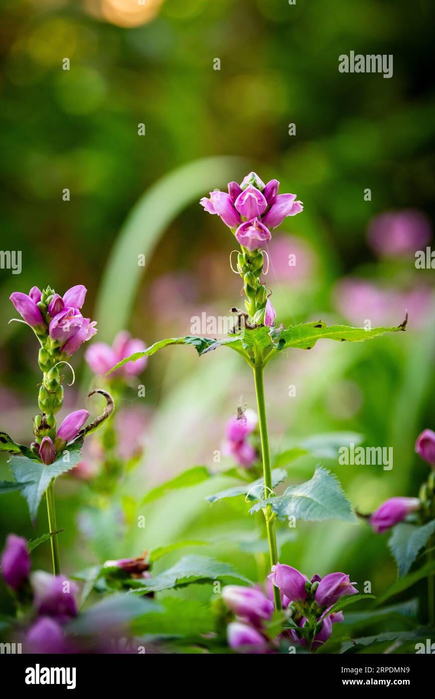 Dettaglio ravvicinato della testa fiore della tartaruga (falsa). Foto Stock