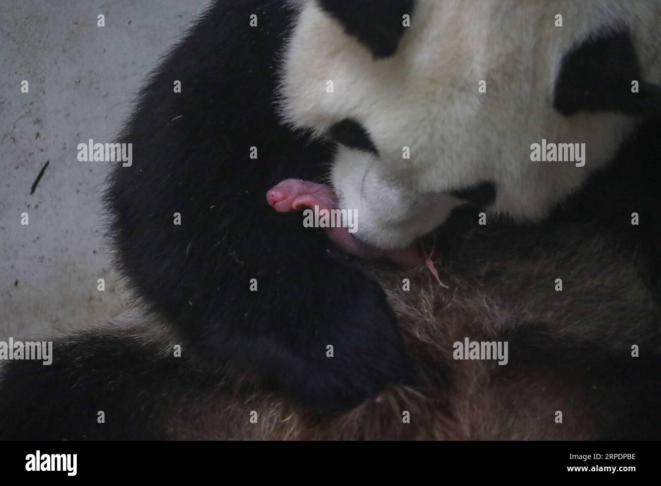 (190809) -- BRUGELETTE (BELGIO), 9 agosto 2019 (Xinhua) -- panda gigante Hao Hao si prende cura del suo cucciolo appena nato allo zoo Pairi Daiza di Brugelette, Belgio, l'8 agosto 2019. Pairi Daiza, uno zoo di Brugelette nella provincia di Hainaut del Belgio occidentale, ha annunciato venerdì la nascita di due cuccioli di panda. La nascita di un cucciolo maschio, 160 grammi, e di un cucciolo femminile, 150 grammi, non è una grande sorpresa da quando la madre Hao Hao era stata inseminata con successo lo scorso aprile dal compagno maschio Xing Hui. (Pairi Daiza/Handout via Xinhua) BELGIUM-BRUGELETTE-PANDA CUBS-BIRTH PUBLICATIONxNOTxINxCHN Foto Stock