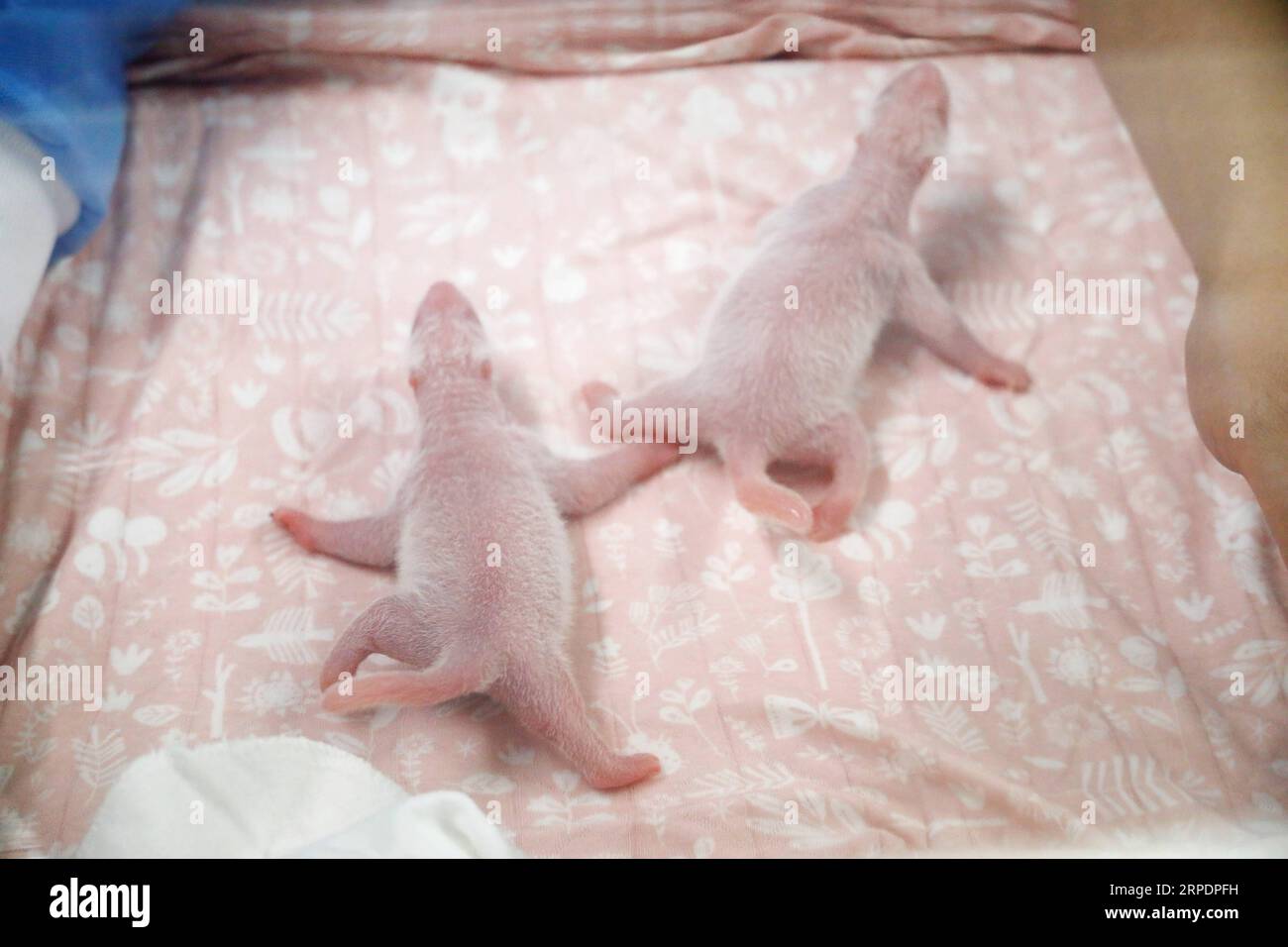 (190810) -- PECHINO, 10 agosto 2019 -- la foto scattata il 9 agosto 2019 mostra i cuccioli di panda gemelli appena nati allo zoo di Brugelette, in Belgio. , Uno zoo di Brugelette nella provincia di Hainaut nel Belgio occidentale, ha annunciato venerdì la nascita di due cuccioli di panda. La nascita di un cucciolo maschio, 160 grammi, e di un cucciolo femminile, 150 grammi, non è una grande sorpresa da quando la madre Hao Hao era stata inseminata con successo lo scorso aprile dal compagno maschio Xing Hui. (/Handout via Xinhua) XINHUA FOTO DEL GIORNO PairixDaiza PUBLICATIONxNOTxINxCHN Foto Stock