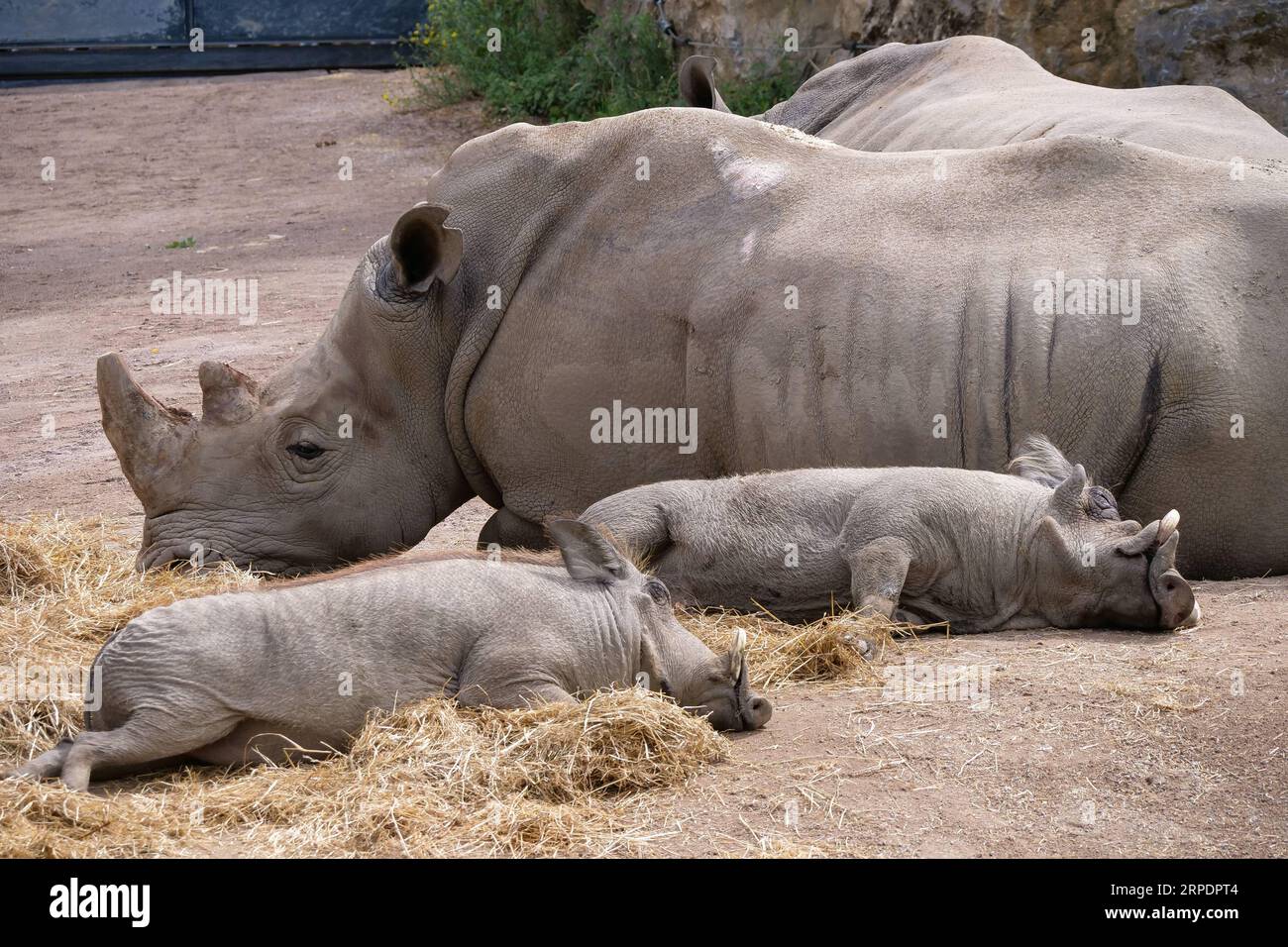 (190810) -- BRUXELLES, 10 agosto 2019 -- i rinoceronti bianchi sono osservati allo zoo Pairi Daiza di Brugelette, Belgio, il 9 agosto 2019. Pairi Daiza è un grande parco a tema animale a Brugelette, nella provincia di Hainaut nel Belgio occidentale. ) BELGIO-BRUGELETTE-PAIRI DAIZA-SUMMER-ANIMALS ZHANGXCHENG PUBLICATIONXNOTXINXCHN Foto Stock