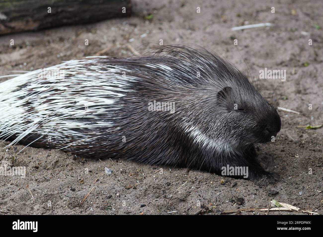 (190810) -- BRUXELLES, 10 agosto 2019 -- Un porcospino è stato visto allo zoo Pairi Daiza di Brugelette, Belgio, il 9 agosto 2019. Pairi Daiza è un grande parco a tema animale a Brugelette, nella provincia di Hainaut nel Belgio occidentale. ) BELGIO-BRUGELETTE-PAIRI DAIZA-SUMMER-ANIMALS ZHANGXCHENG PUBLICATIONXNOTXINXCHN Foto Stock