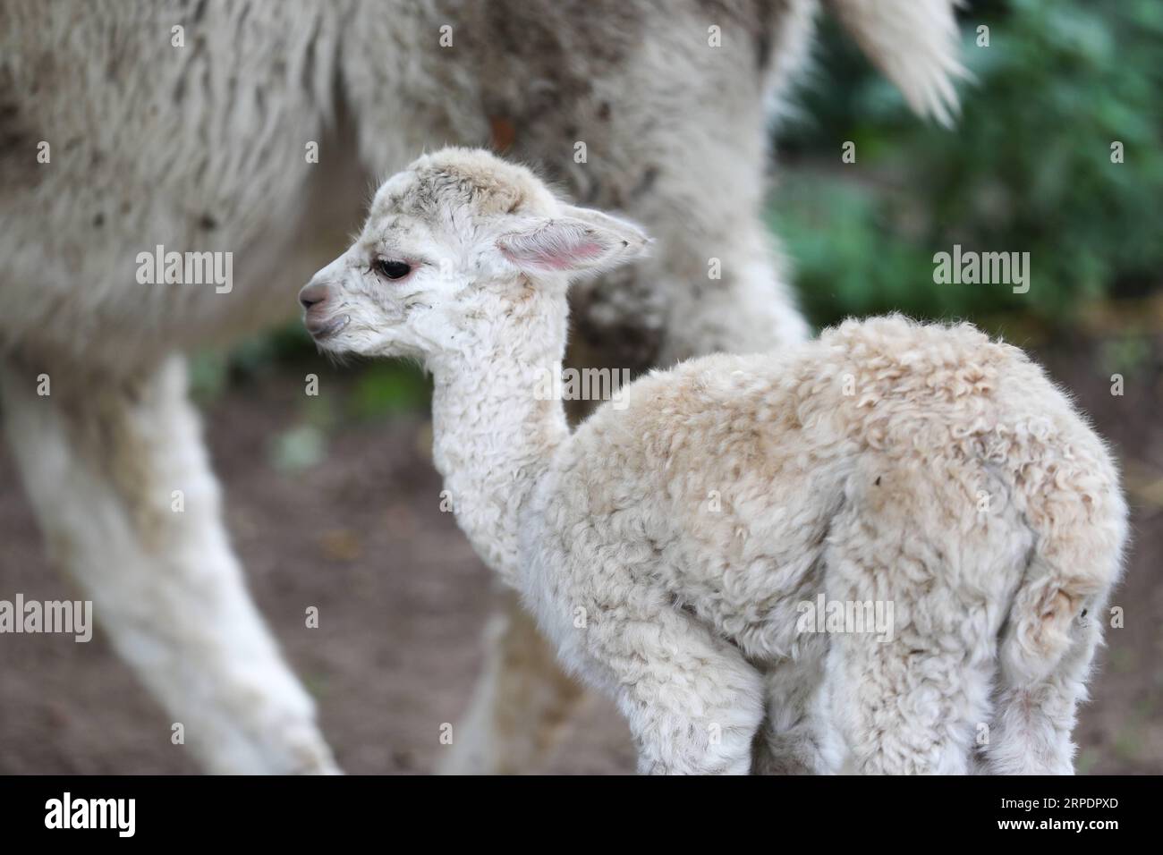 (190810) -- BRUXELLES, 10 agosto 2019 -- un alpaca è stato visto allo zoo Pairi Daiza di Brugelette, Belgio, il 9 agosto 2019. Pairi Daiza è un grande parco a tema animale a Brugelette, nella provincia di Hainaut nel Belgio occidentale. ) BELGIO-BRUGELETTE-PAIRI DAIZA-SUMMER-ANIMALS ZHANGXCHENG PUBLICATIONXNOTXINXCHN Foto Stock