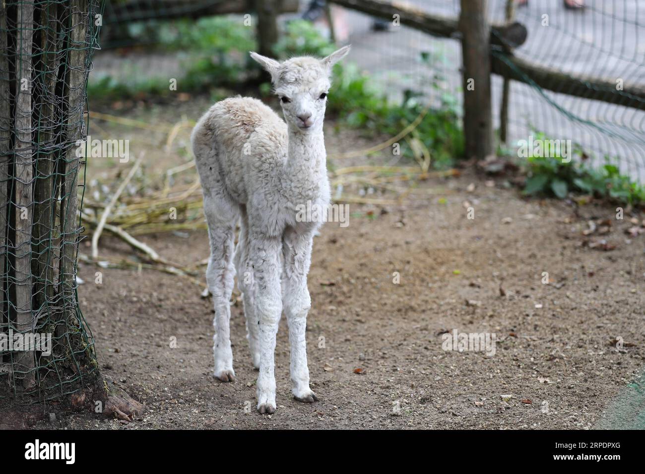 (190810) -- BRUXELLES, 10 agosto 2019 -- un alpaca è stato visto allo zoo Pairi Daiza di Brugelette, Belgio, il 9 agosto 2019. Pairi Daiza è un grande parco a tema animale a Brugelette, nella provincia di Hainaut nel Belgio occidentale. ) BELGIO-BRUGELETTE-PAIRI DAIZA-SUMMER-ANIMALS ZHANGXCHENG PUBLICATIONXNOTXINXCHN Foto Stock