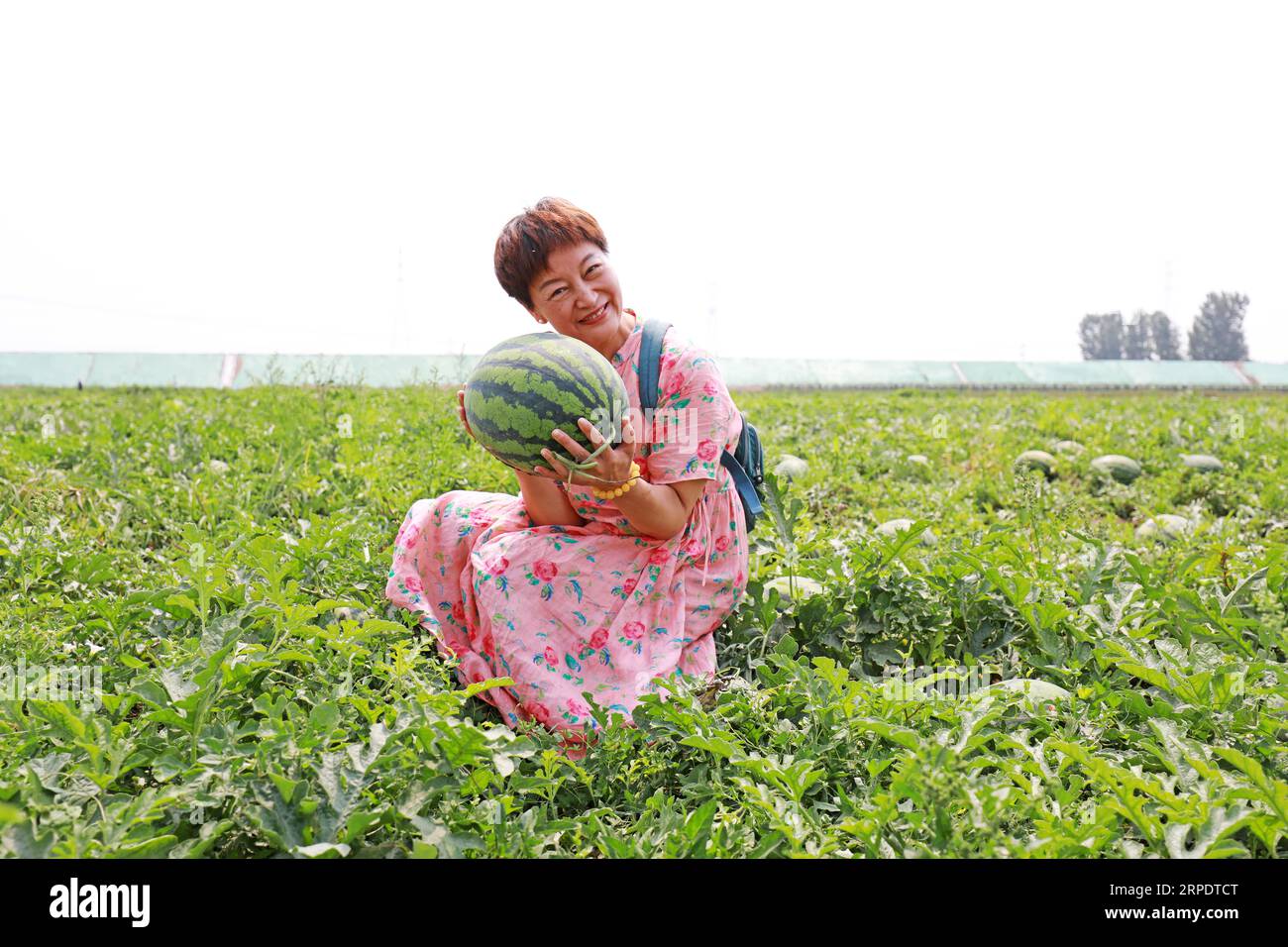 Contea di Luannan, Cina - 26 giugno 2019: Una turista donna scatta foto in un campo di anguria come souvenir, Contea di Luannan, provincia di Hebei, Cina. Adesso Foto Stock