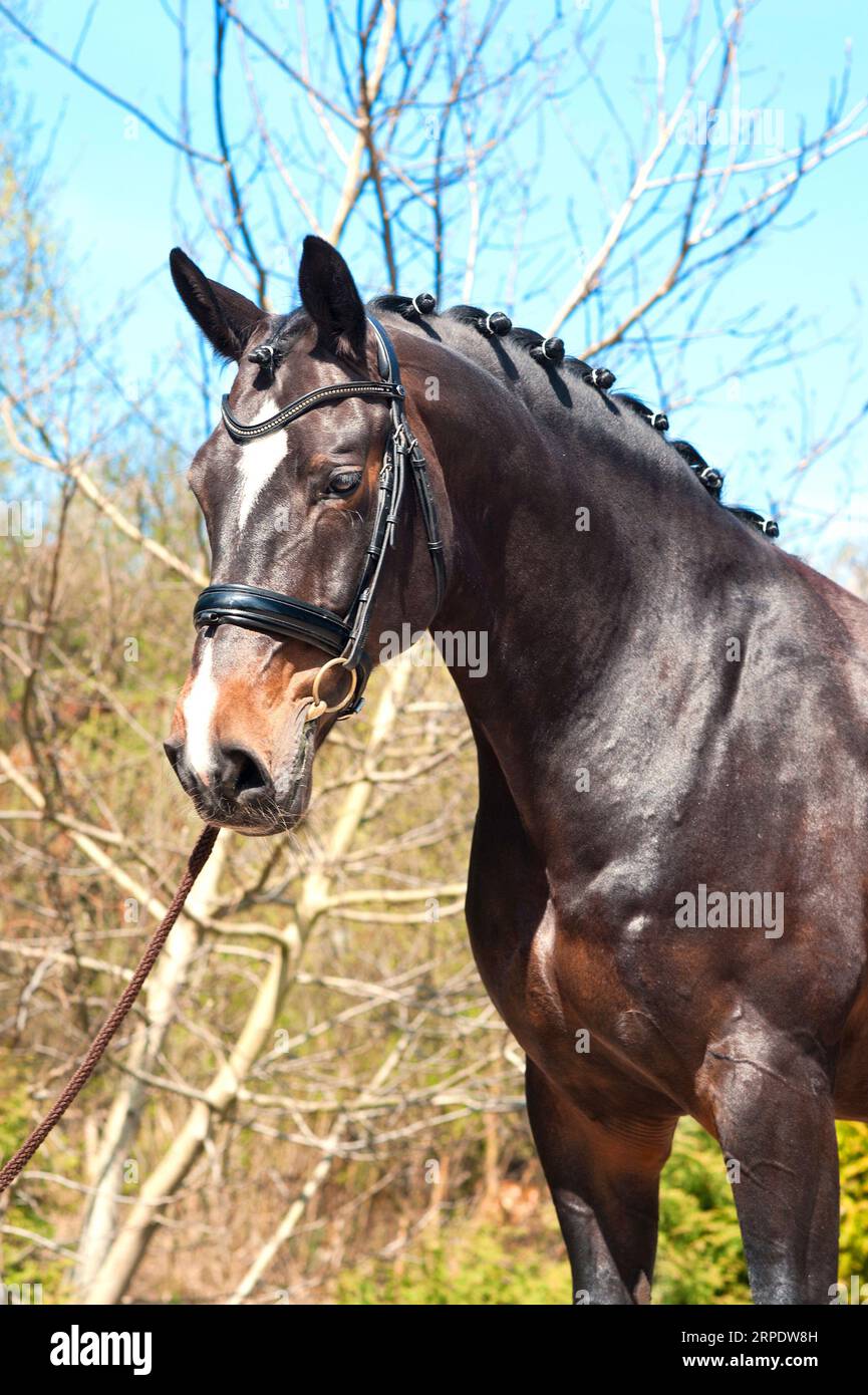 Ritratto a cavallo intrecciato in puro stile purosangue. Immagine verticale per esterni in estate multicolore. Foto Stock