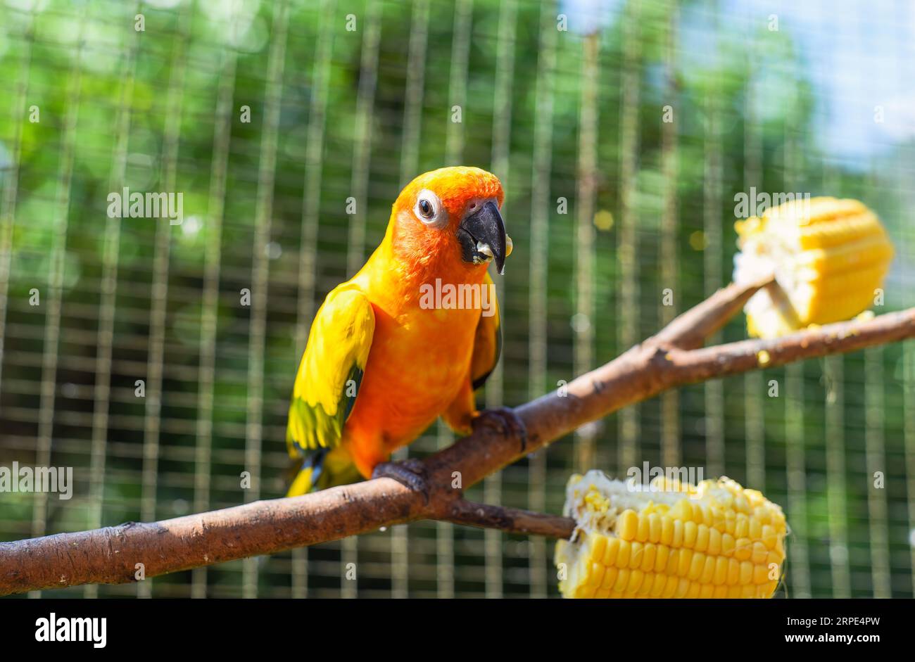 Il sole conure (Aratinga solstitialis), noto anche come il pappagallo del sole che mangia mais dall'albero di Kuala Lumpur Foto Stock