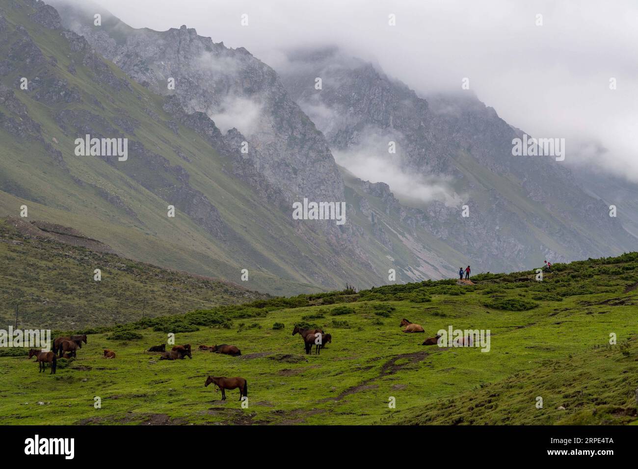 (190818) -- URUMQI, 18 agosto 2019 -- cavalli sono visti in un pascolo presso l'autostrada Dushanzi-Kuqa, regione autonoma di Xinjiang Uygur, nella Cina nord-occidentale, 17 agosto 2019. La sezione Dushanzi-Kuqa della National Highway 217 attraversa vari paesaggi naturali, tra cui ghiacciai, laghi, foreste e praterie, che lo rendono un popolare percorso di viaggio tra viaggiatori che viaggiano da soli, appassionati di ciclismo e escursionisti. ) CHINA-XINJIANG-DUSHANZI-KUPA HIGHWAY-SCENIC (CN) HUXHUHU PUBLICATIONXNOTXINXCHN Foto Stock