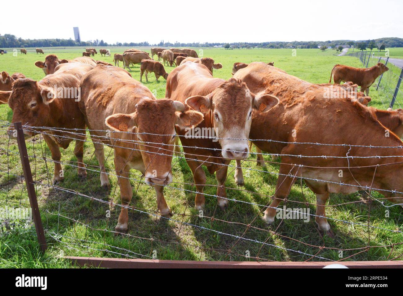 Alcune mucche brune sulle praterie europee Foto Stock