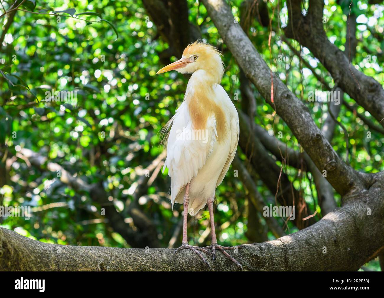 L'egret di bestiame (Bubulcus ibis) all'aperto a Kuala Lumpur, Malesia Foto Stock