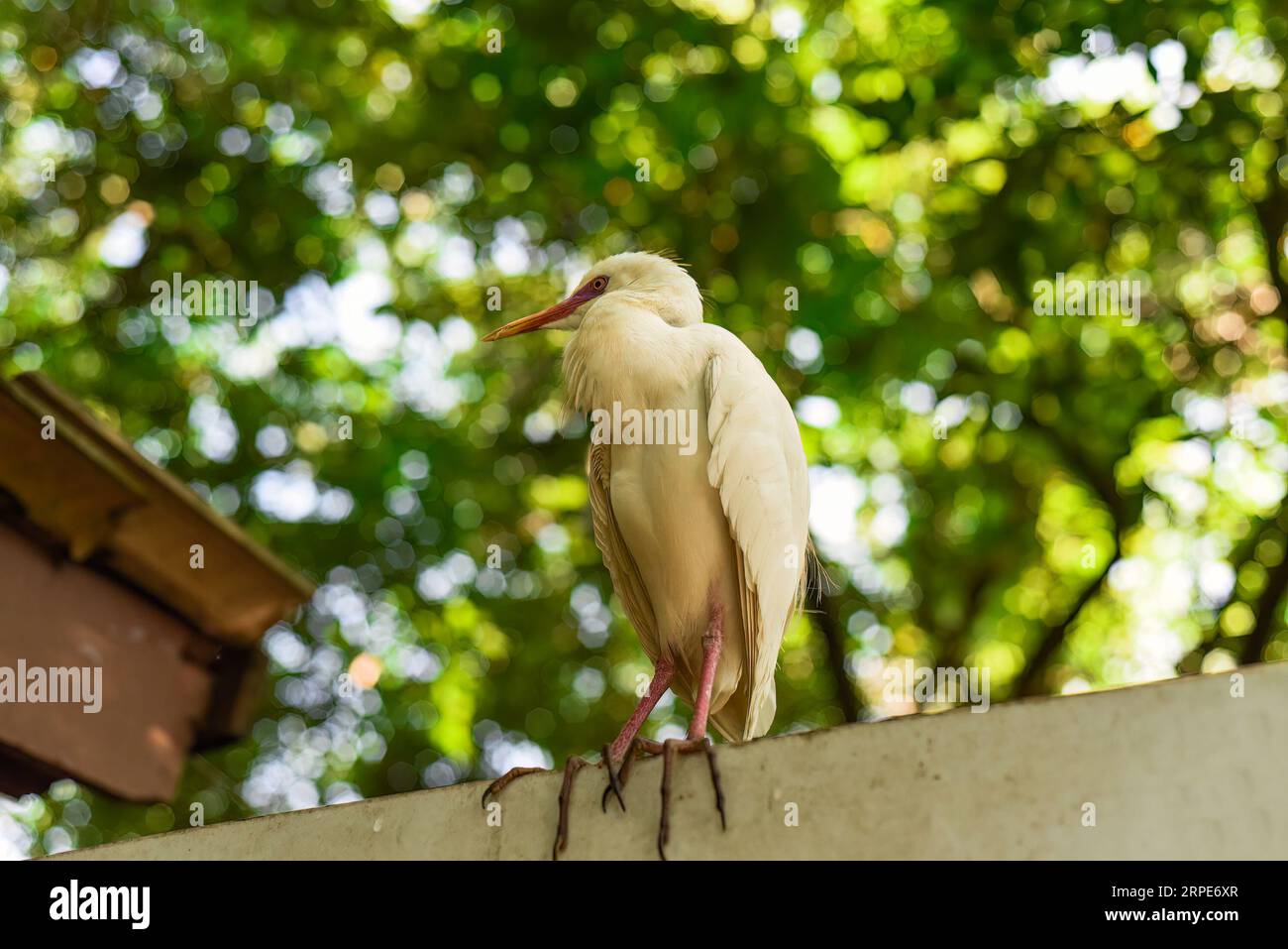 L'egret di bestiame (Bubulcus ibis) all'aperto a Kuala Lumpur, Malesia Foto Stock