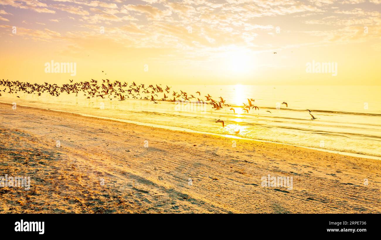 Un gregge di gabbiani che sorvolano una spiaggia sulla costa del Golfo della Florida Foto Stock