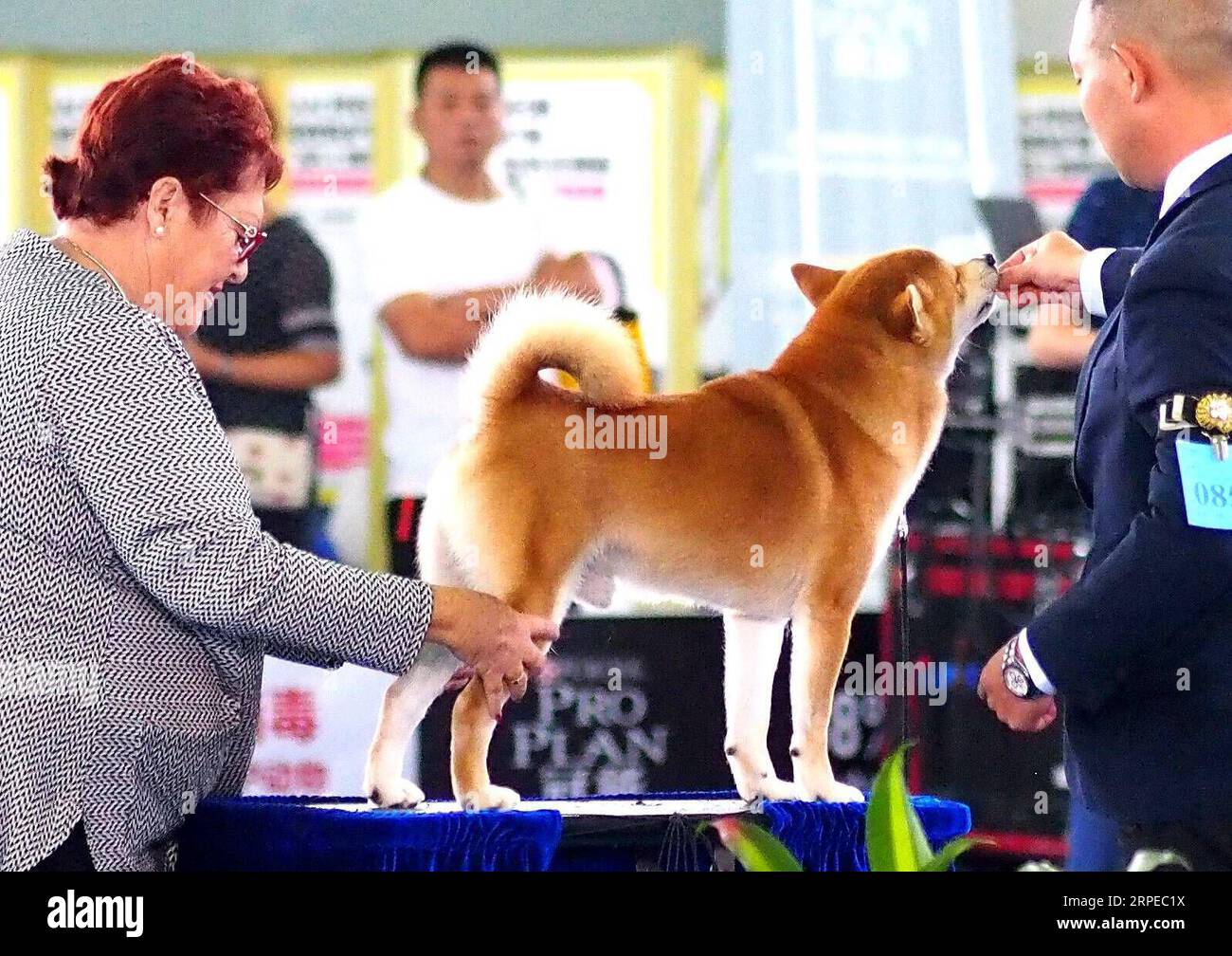 (190824) -- SHANGHAI, 24 agosto 2019 -- Un cane prende parte a una partita durante la 22a Fiera degli animali domestici Asia a Shanghai, Cina orientale, 24 agosto 2019. La 22a PET Fair Asia, che durerà cinque giorni, ha salutato il suo primo giorno pubblico sabato. ) CHINA-SHANGHAI-PET FAIR ASIA-PUBLIC DAY (CN) CHENXFEI PUBLICATIONXNOTXINXCHN Foto Stock